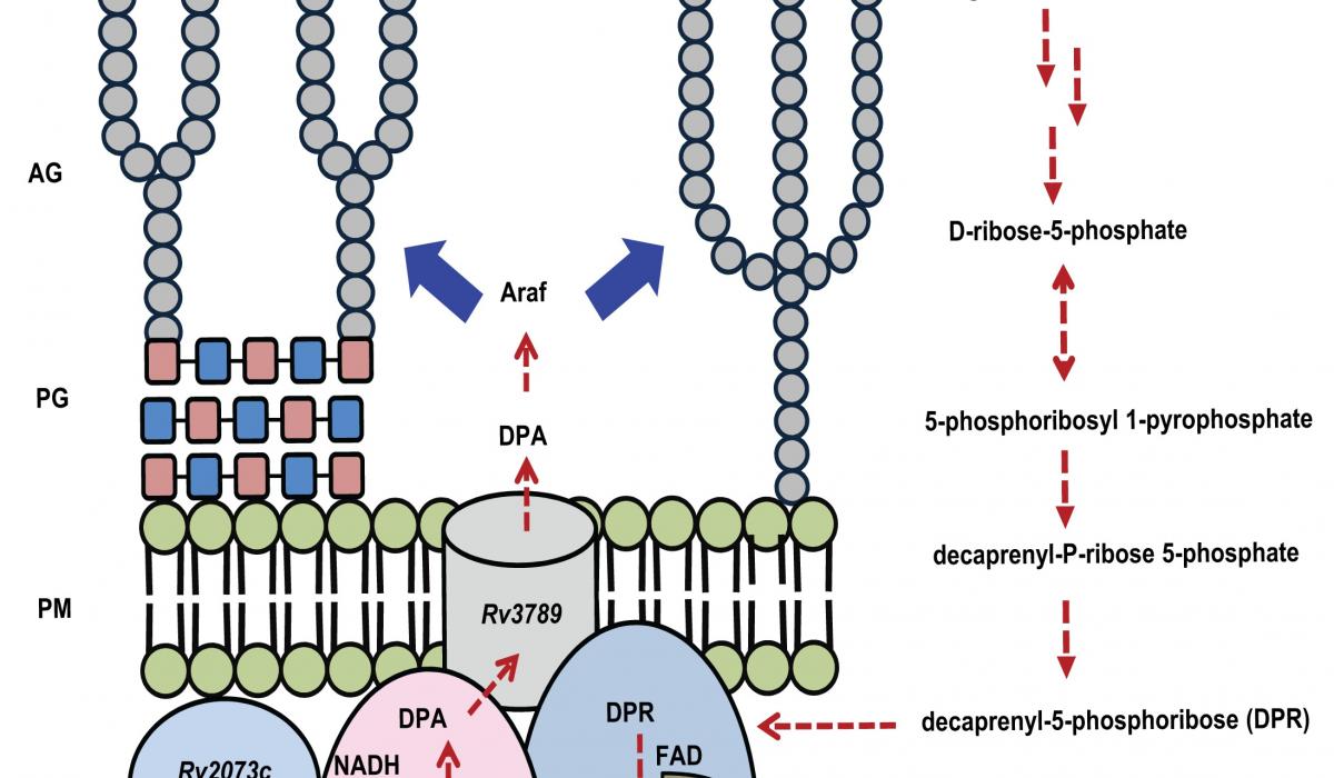 Tuberculosis drug discovery